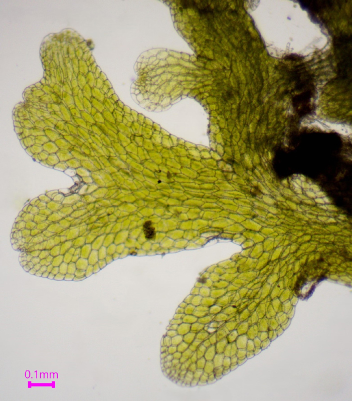 Riccardia latifrons